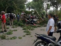 Batang Pohon Timpa Warga Lagi, DPRD Langkat Segera Panggil Bupati