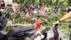 Tertimpa Batang Pohon di Penceng, Pengendara Sepeda Motor Terkapar