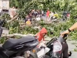 Tertimpa Batang Pohon di Penceng, Pengendara Sepeda Motor Terkapar